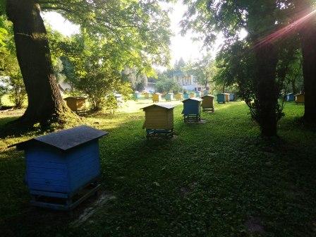 Lubelszczyzna pszczołą stoi