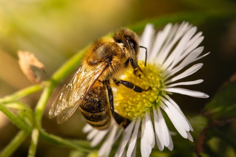 …pszczoły ratujesz