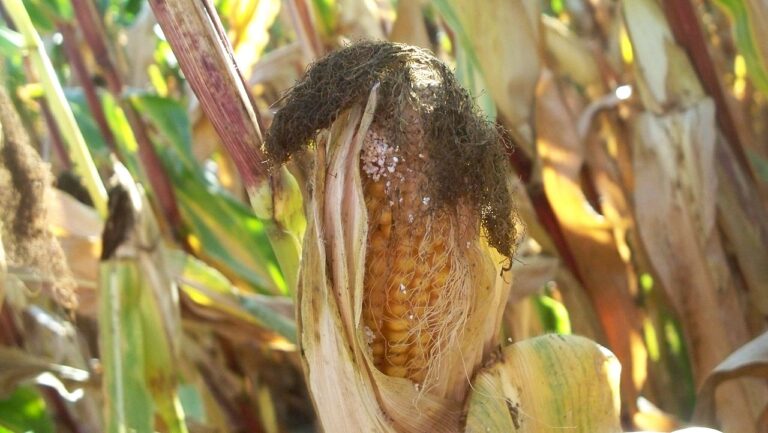 Kukurydziany intruz ruszył w uprawy
