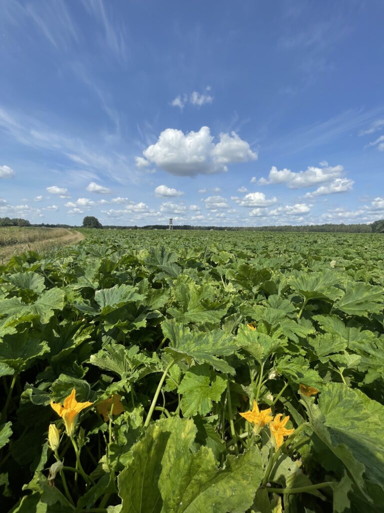 Tam, gdzie na polach króluje dynia