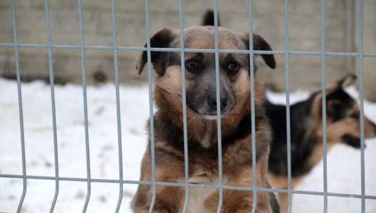 Co dalej z opieką nad zwierzętami?